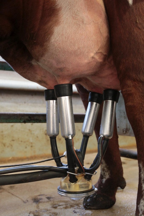 Karjaa jalostetaan yhä tuottavammaksi ja kestävämmäksi.