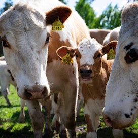 Luomulihan tuotanto kasvoi viime vuonna 17 prosenttia. Kuvassa itäsuomenkarjan emolehmiä.