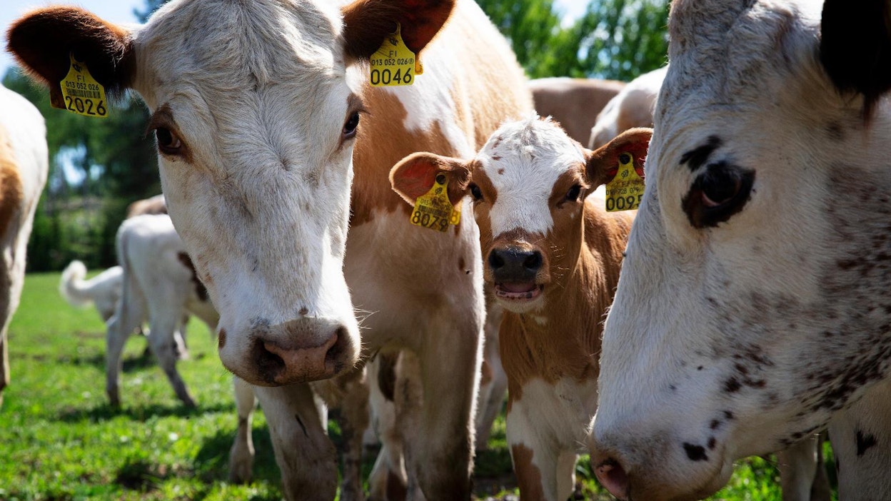 Luomulihan tuotanto kasvoi viime vuonna 17 prosenttia. Kuvassa itäsuomenkarjan emolehmiä.