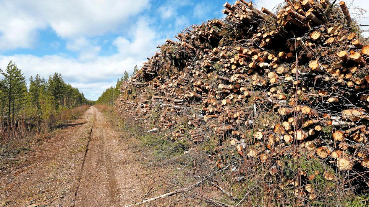 Energiapuun korjuu. Heikiki Aholan palstalta Limingan Koskelankyältä korjattiin viime syksynä energiapuuta muiden hakkuiden yhteydessä. 3.5.2013 Liminka. Kuva Pekka Fali.