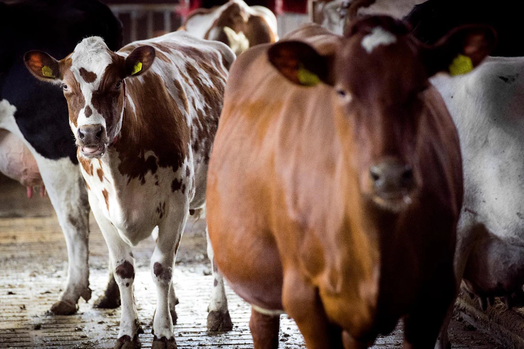 Nautakarjatalouden osuus Järvi-Suomen maatalouden markkinatuloista on keskimäärin 75 prosenttia.