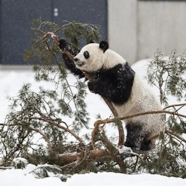 Jos Ähtärin eläinpuiston taloustilanne ei parane, Lumi saattaa joutua palaamaan Kiinaan. Lehtikuva / Roni Rekomaa.