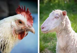 Kesäkanojen ja -lampaiden omistaja on vastuussa eläintensä terveydestä ja hyvinvoinnista koko kauden ajan.