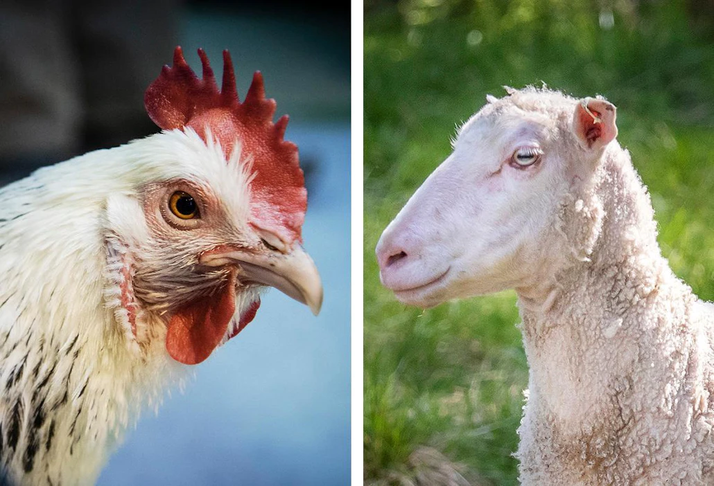 Kesäkanojen ja -lampaiden omistaja on vastuussa eläintensä terveydestä ja hyvinvoinnista koko kauden ajan.