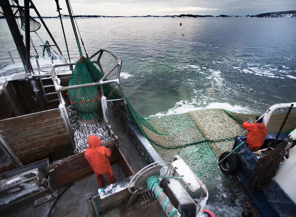 Silakkaa troolattiin talvella 2015 Nauvon vesillä.