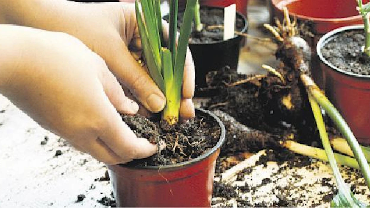 Pitkän talven jälkeen on nautinto upottaa sormet multaan ja rapsia talven rasitukset pois kodin huonekasveista. SÄDE AARLAHTI