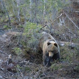 Suomen riistakeskuksen mukaan Suomessa on aiemmin toteutettu kannanhoidollista metsästystä muun muassa karhulla. Metsästyksen todettiin vähentäneen konflikteja.