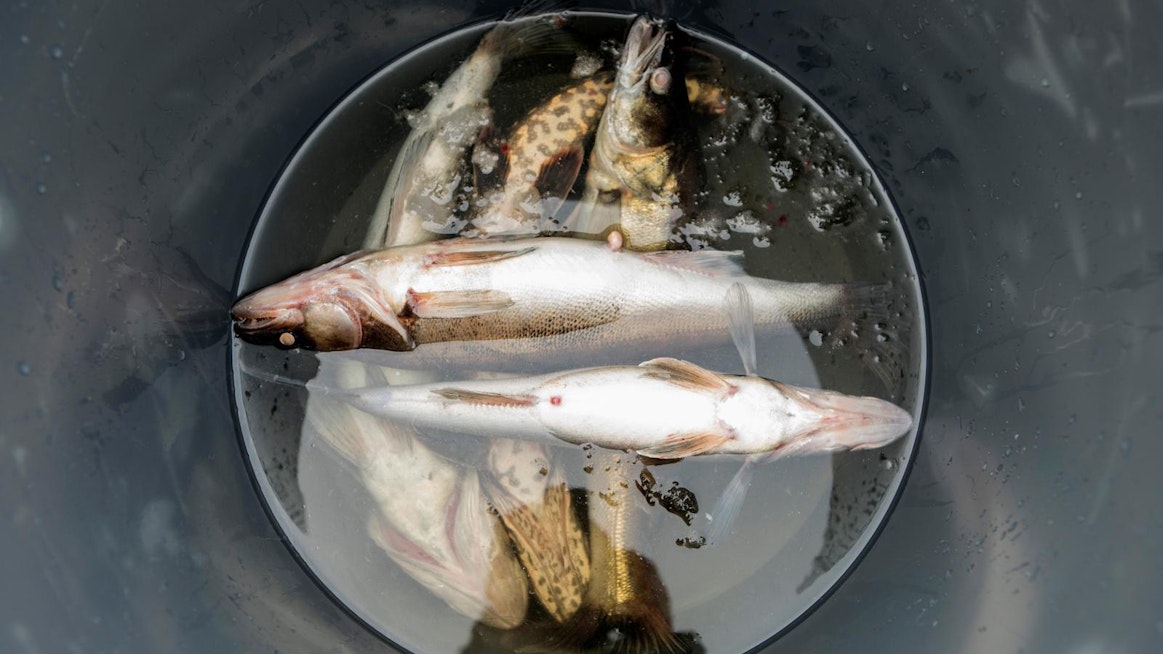 Kuhan merkitys on noussut kaupallisessa sisävesikalastuksessa. Se oli viime vuonna arvossa mitattuna toiseksi tärkein saalislaji.