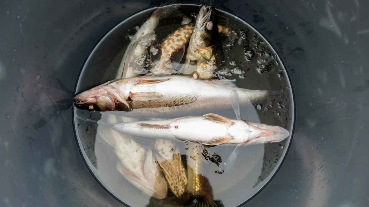 Kuhan merkitys on noussut kaupallisessa sisävesikalastuksessa. Se oli viime vuonna arvossa mitattuna toiseksi tärkein saalislaji.