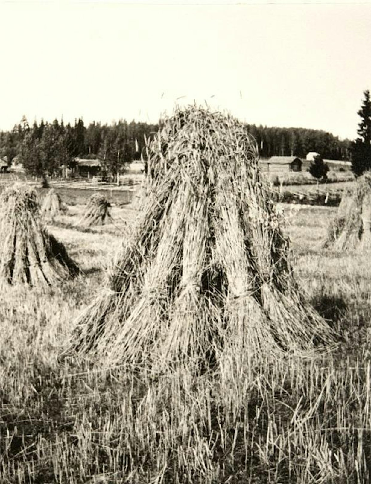 Keskiverto sirppimies, tai useimmiten -nainen, sai päivässä korjuuseen noin 10 aaria, lyhteiden sitomiseen tarvittiin vielä oma porukkansa. (Kuvat: Museovirasto)