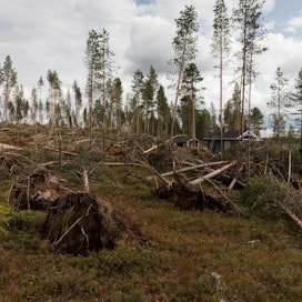 Paula-myrsky vahingoitti puustoa noin 120 miljoonan euron arvosta.