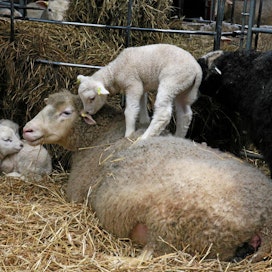 Lampaan suoramyynnissä liha on tarkastettava ja eläin on teurastettava hyväksytyssä laitoksessa.