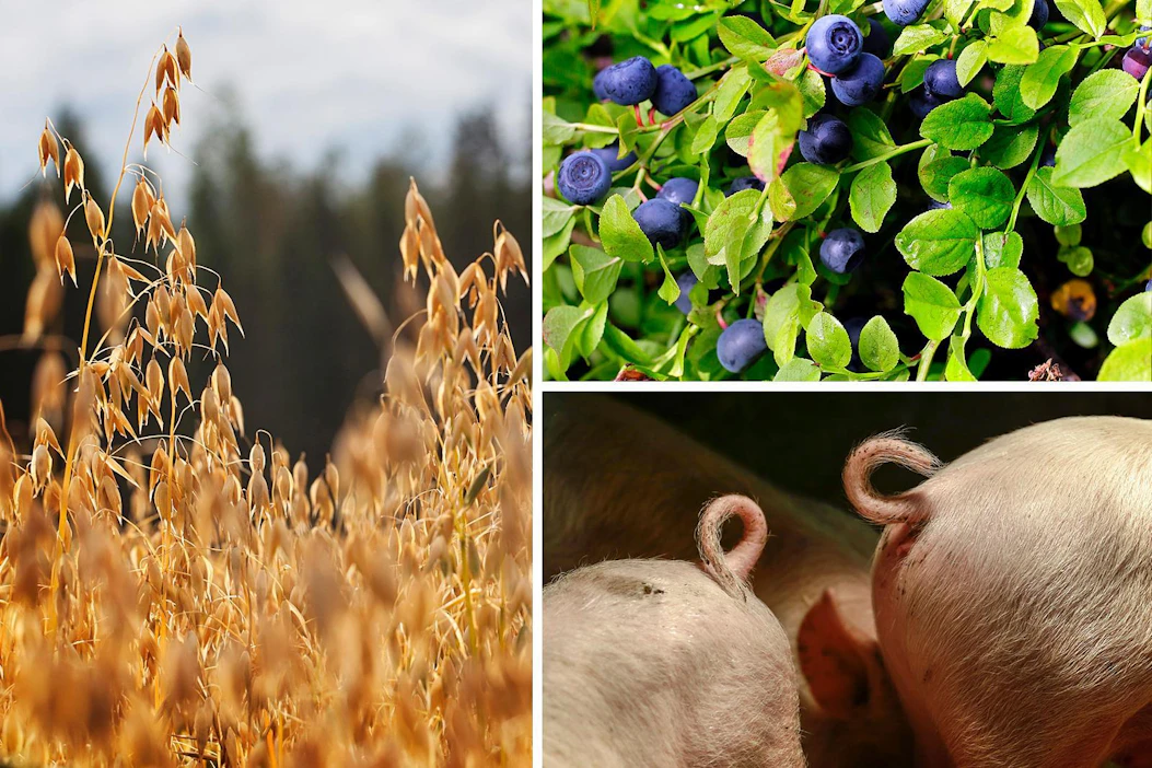 Miten suomalaisen ruuan vienti saadaan vetämään? Tästä aiheesta kuullaan keskustelijoiden näkemyksiä Gastro-messuilta.