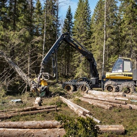 Puukauppoja on tehty 37 prosenttia enemmän kuin viime vuonna tähän aikaan.