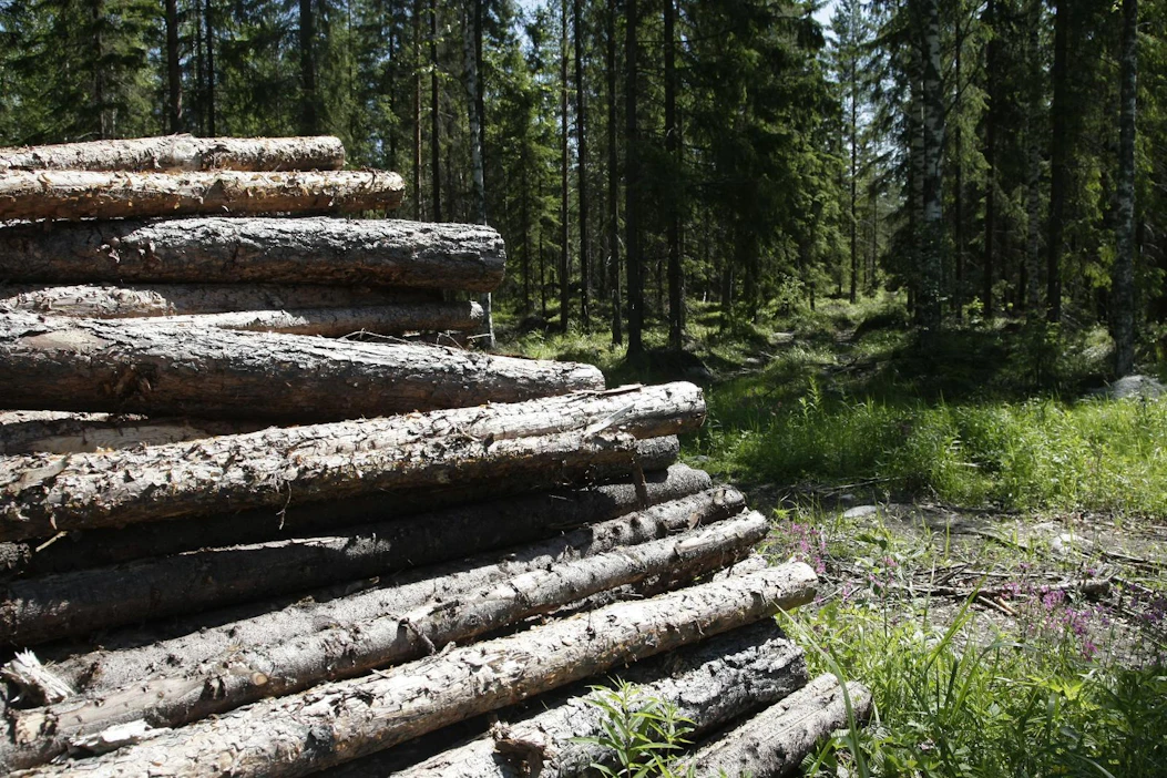 Kuluneella neljänneksellä noin puolet energiapuusta oli karsittua rankaa ja toinen puolikas latvusmassaa.