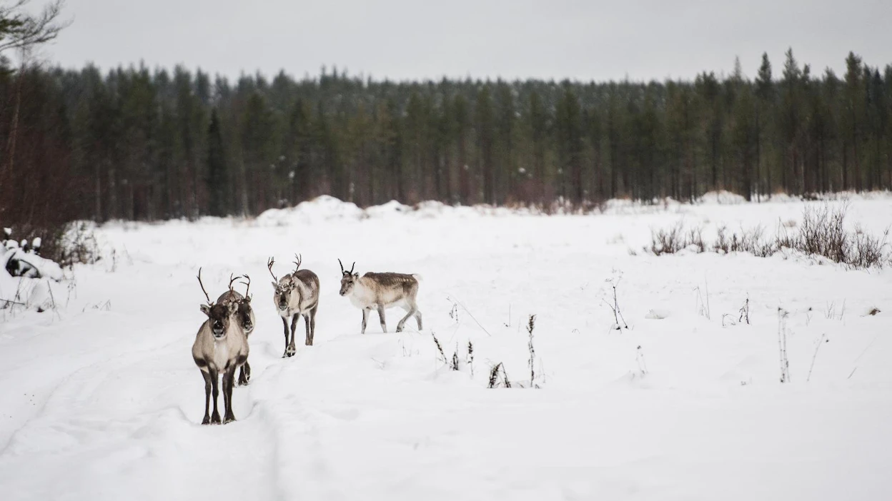 Poro- ja viljelysvahingot maksetaan edelleen vahinkovuotta seuraavana vuonna, koska molemmissa on laskennallisia elementtejä, jotka eivät ole tiedossa hakemusta jätettäessä.