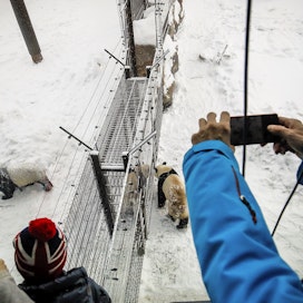 Ähtärin elinpuiston pandatalon avajaisia vietettiin maaliskuussa 2018. Lumi ja Pyry olivat kävijöiden kiinnostuksen ja valokuvauksen kohteina. 