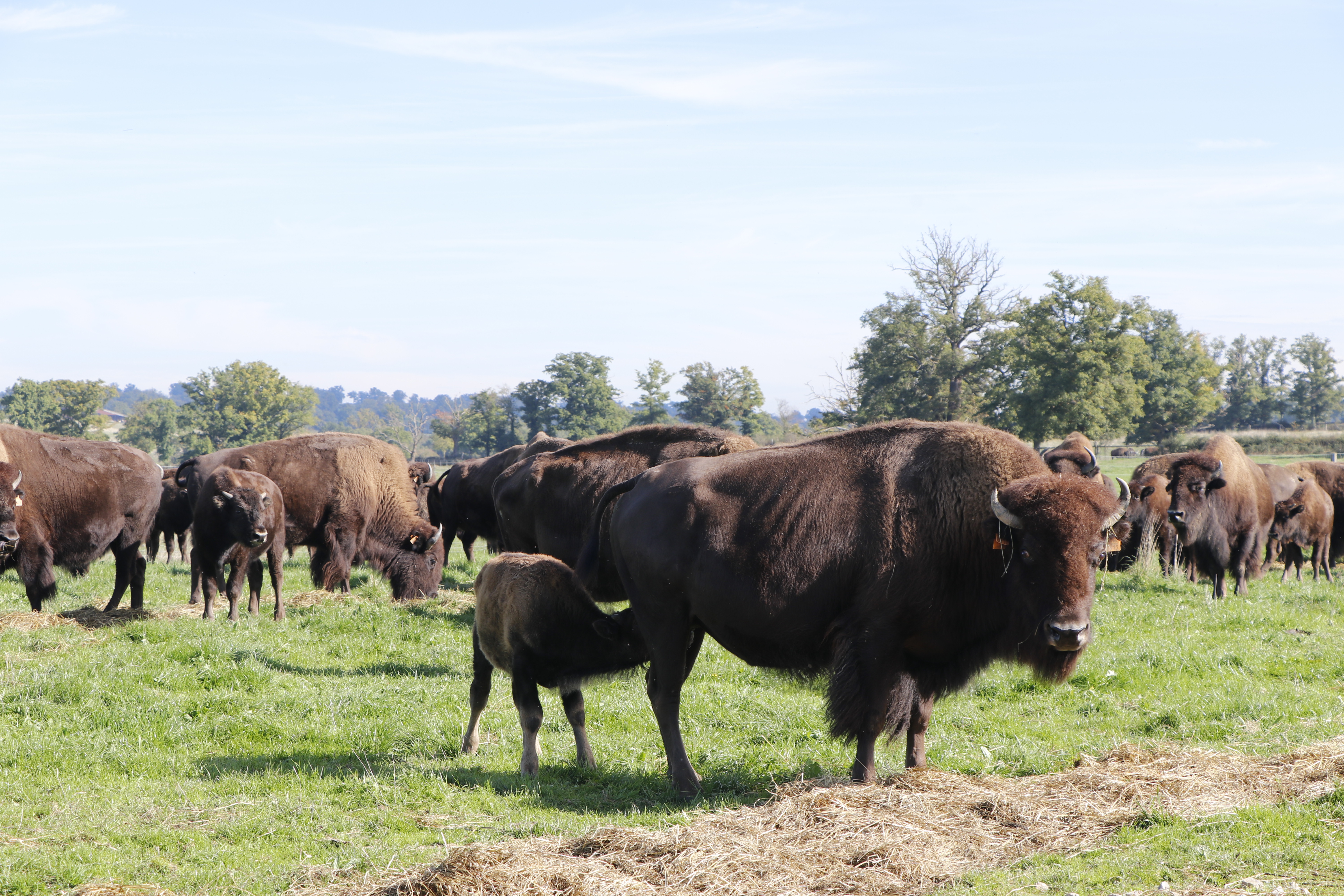 Euroopassa kasvatetaan vain amerikanbiisoneita. Biisonit laiduntavat ympäri vuoden. Vasikat syntyvät maalis-kesäkuussa. 
