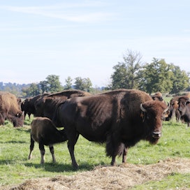 Euroopassa kasvatetaan vain amerikanbiisoneita. Biisonit laiduntavat ympäri vuoden. Vasikat syntyvät maalis-kesäkuussa.