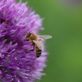 Useita mehiläislajeja uhkaa sukupuutto. Kansainvälistä mehiläisten päivää vietetään tänään perjantaina 20. toukokuuta.