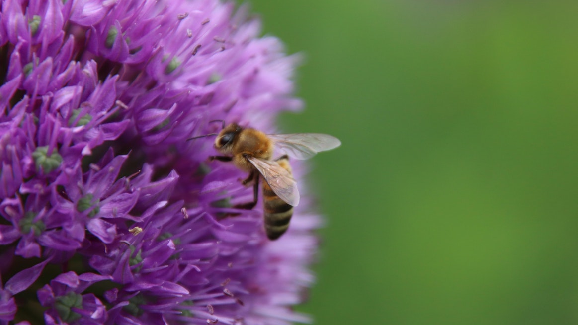 Useita mehiläislajeja uhkaa sukupuutto. Kansainvälistä mehiläisten päivää vietetään tänään perjantaina 20. toukokuuta.