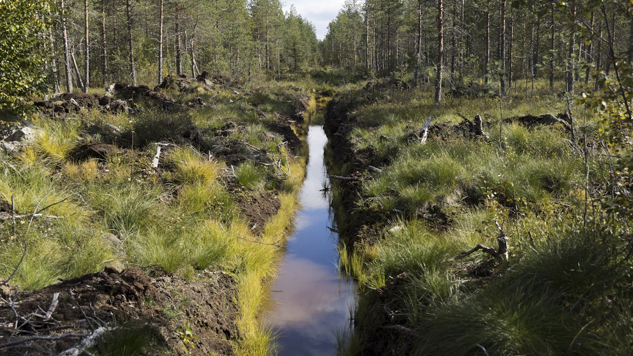 Tutkijoiden mukaan ojan enimmäissyvyys metsänhoidon suosituksissa kannattaisi madaltaa 110 senttimetristä 90 senttiin.