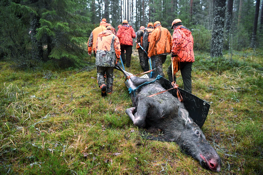 Vain Etelä-Hämeessä ja Varsinais-Suomessa saalis jäi edellisvuotta pienemmäksi. Arkistokuva. LEHTIKUVA / Jussi Nukari.