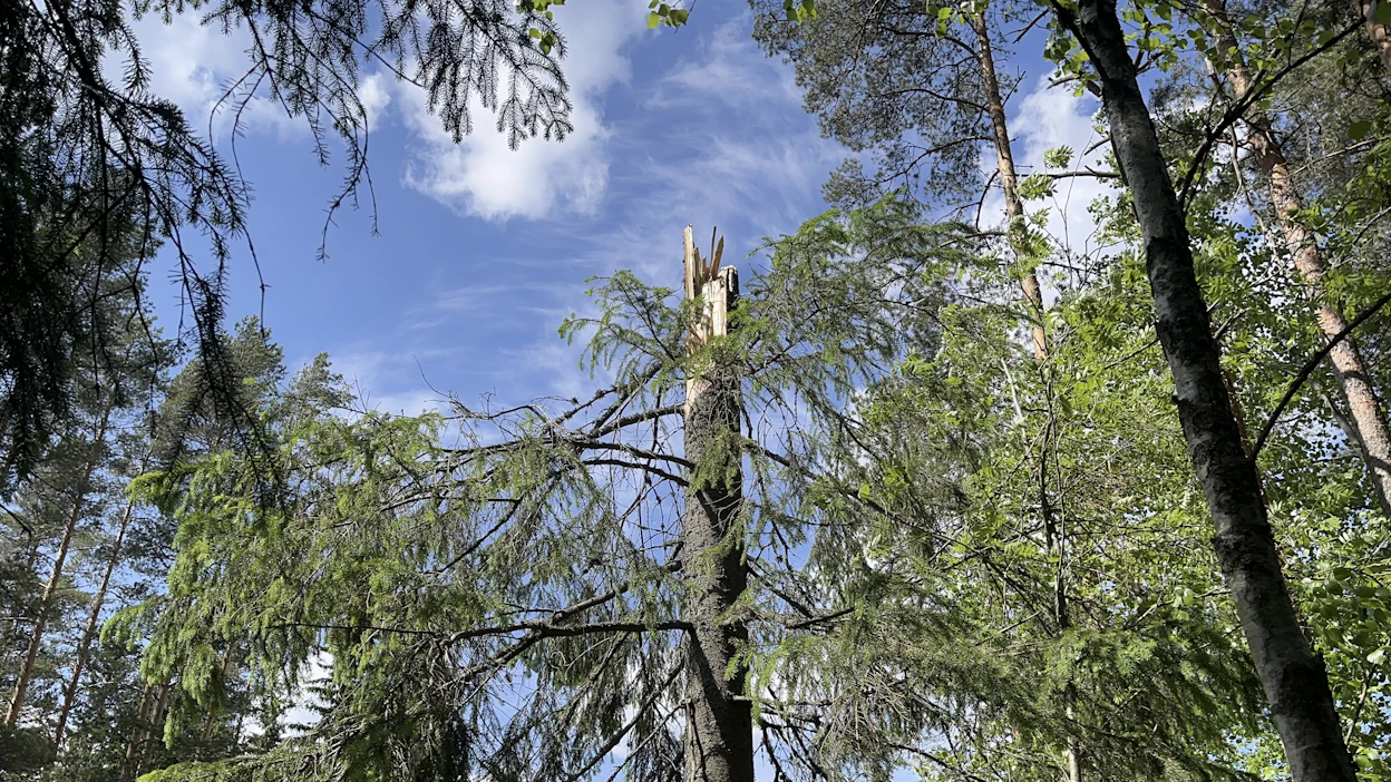 Voimakkaassa iskussa puun runko voi hajota säleiksi. Puu on haljennut salamaniskun seurauksena Parkanossa.