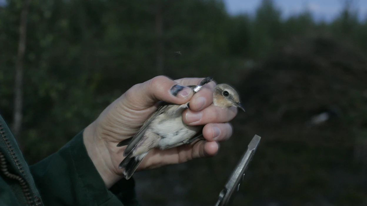 Esimerkiksi kivitaskut ovat liikkuneet selvästi korkeammalle vuoristossa. Kuvan yksilöä rengastetaan.