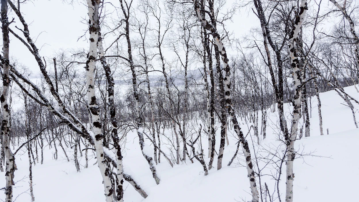 Uutta lunta ei tällä viikolla juurikaan sada ja tiistaina föhn-ilmiön ansiosta lämpötila kipuaa Pohjois-Lapissa reippaasti plussalle. Arkistokuvassa Kilpisjärven tunturikoivikkoa.
