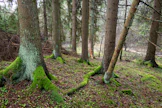 Suojellun metsän puronvarressa esiintyy harvinaista ja uhanalaista harmaaleppäluhtaa.