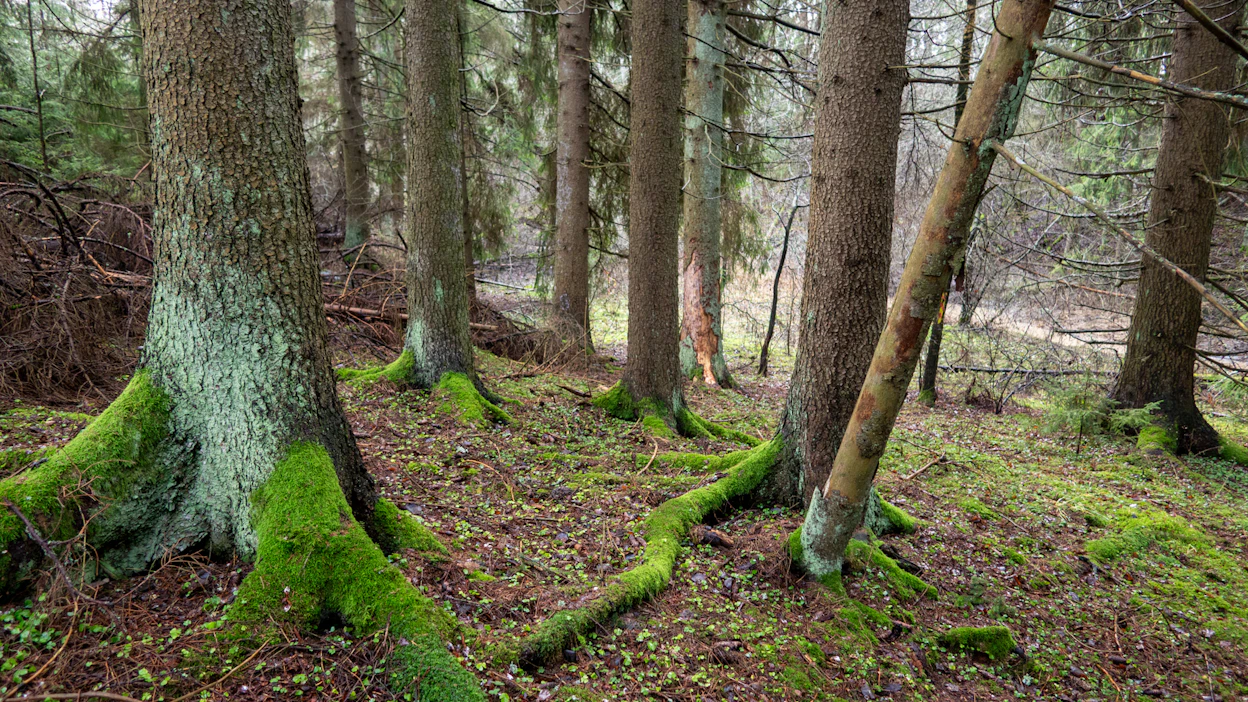Suojellun metsän puronvarressa esiintyy harvinaista ja uhanalaista harmaaleppäluhtaa.