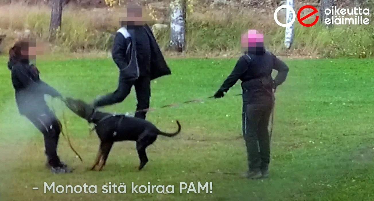 Syyte liittyy Oikeutta eläimille -järjestön vuonna 2021 tekemään paljastukseen suojelukoirien väkivaltaisesta koulutuksesta Suomessa. Kuvakaappaus on järjestön julkaisemalta salavideolta. LEHTIKUVA/Oikeutta eläimille.