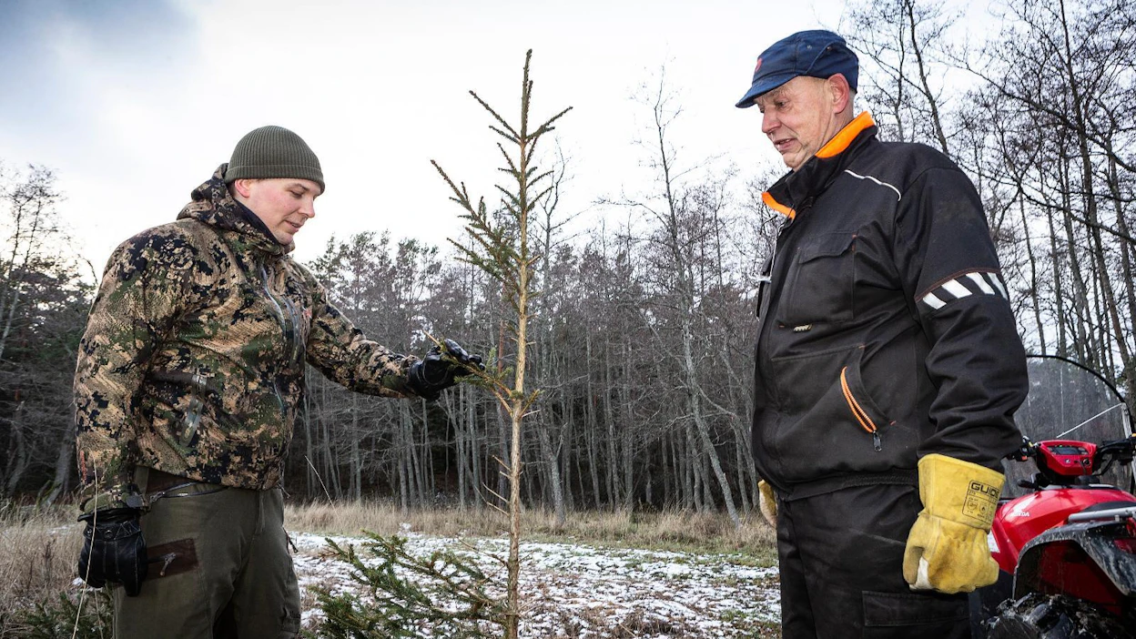 MTK:n kenttäpäällikkö Juho Kotilainen (vas.) ja matkailuyrittäjä sekä metsänomistaja Martti Hölli tutkivat marraskuussa Paraisilla Jumon saaressa valkohäntäpeurojen aiheuttamia tuhoja. Höllin mukaan kasvanut kanta on saanut peurat syömään viime vuosina poikkeuksellisesti myös kuusen taimien oksia.
