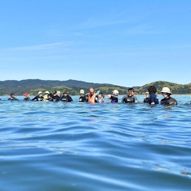 Vapaaehtoiset muodostivat lauantaina ihmisketjun estääkseen valaita uimasta liian matalaan veteen. LEHTIKUVA/AFP