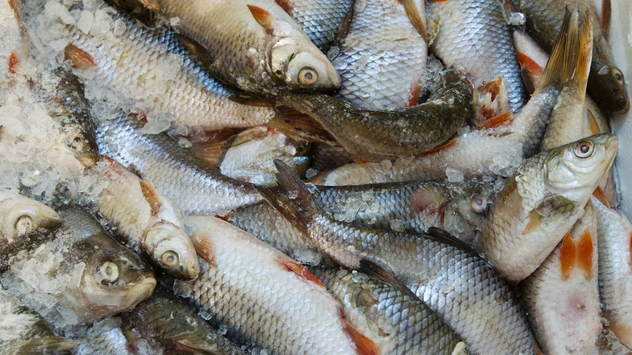 Nämä särkikalat syötetään Korkeasaaren eläimille, mutta yhtä hyvin ne kelpaisivat ruotsinlaivan noutopöytään.