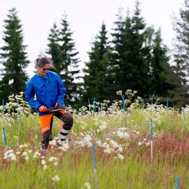 Anne Allo hoitaa aktiivisesti Ruovedellä sijaitsevaa metsätilaansa. Heinättävästä taimikosta kuusentaimet löytyvät helposti sinisiksi maalattujen keppien ansiosta.