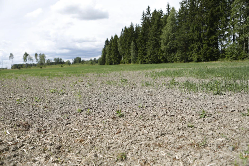 Kuivuus nostaa hintoja maailman viljamarkkinoilla. Arkistokuva Suomesta kesältä 2018.
