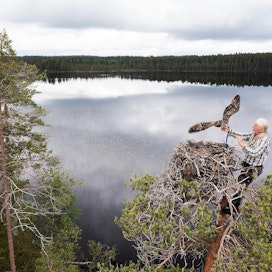 Vesa Hyyryläinen on rengastanut 1 200 kalasääskeä.