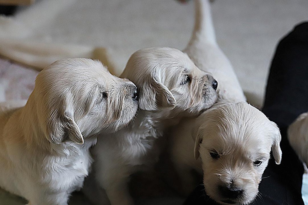 Pentukuume jyllää. Kuvassa kultaisennoutajan pentuja.