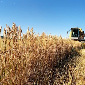 Hiilidioksidipäästöt uhkaavat pienentää muun muassa vehnän proteiinipitoisuutta, ilmenee tutkimuksesta.