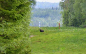Karhu käveli Venäjän puolelta metsästä raja-aukolle. Myöhemmin se jatkoi matkaansa Suomeen sisämaahan.