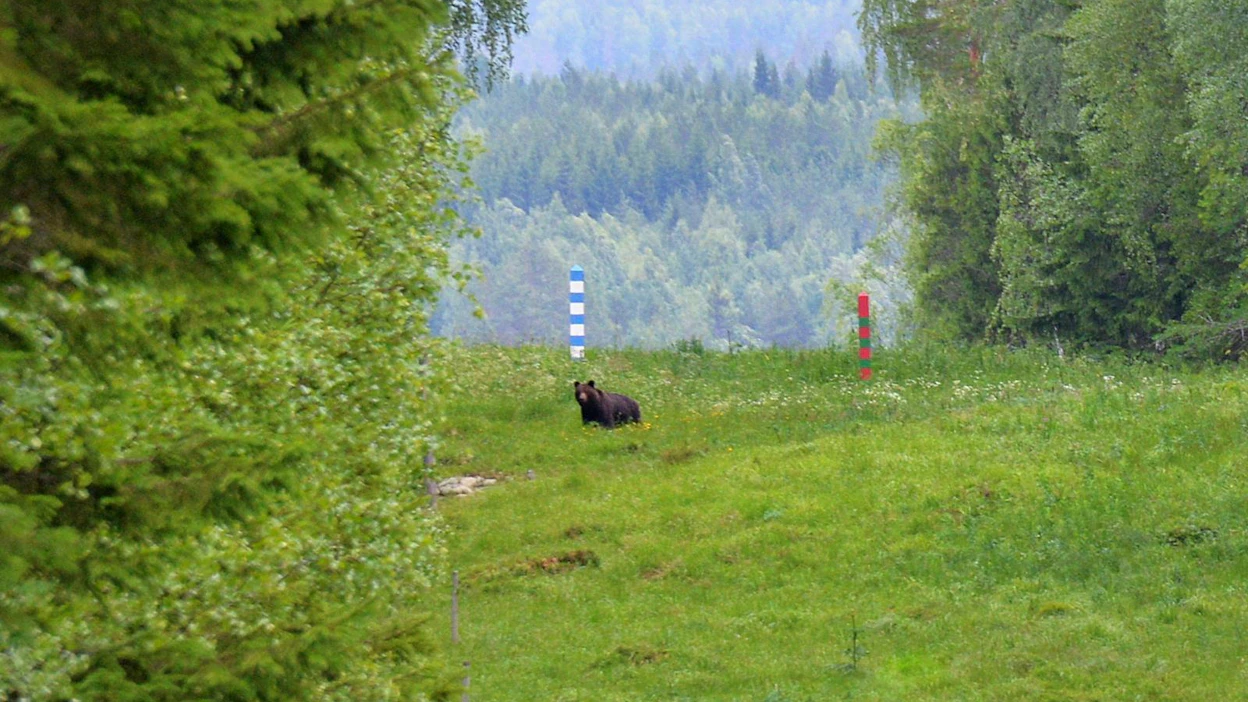 Karhu käveli Venäjän puolelta metsästä raja-aukolle. Myöhemmin se jatkoi matkaansa Suomeen sisämaahan.
