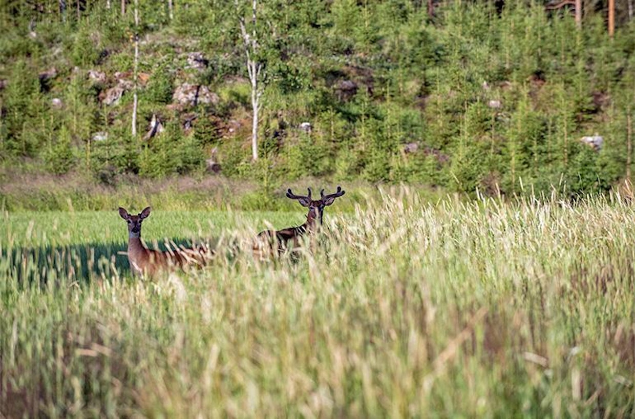 Valkohäntäpeuran metsästys käy jo työstä Lounais-Suomen tihentymäalueiden metsästysseuroille.