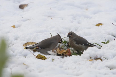 Sade tulee lumena varsinkin idässä, missä ilma on kylmempää. Arkistokuva.