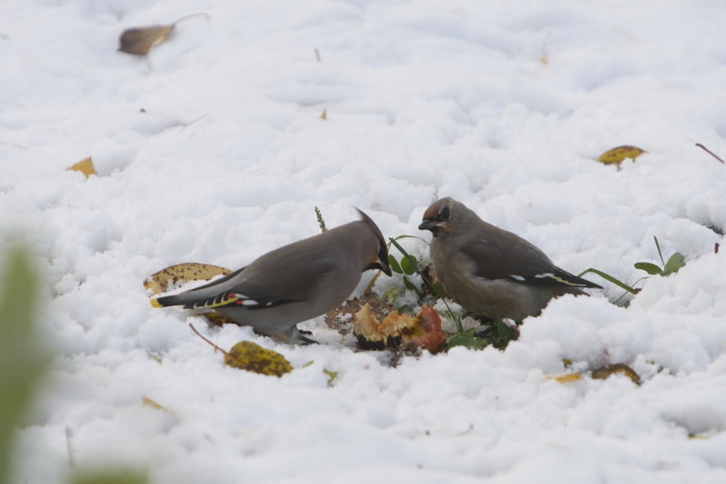 Sade tulee lumena varsinkin idässä, missä ilma on kylmempää. Arkistokuva.