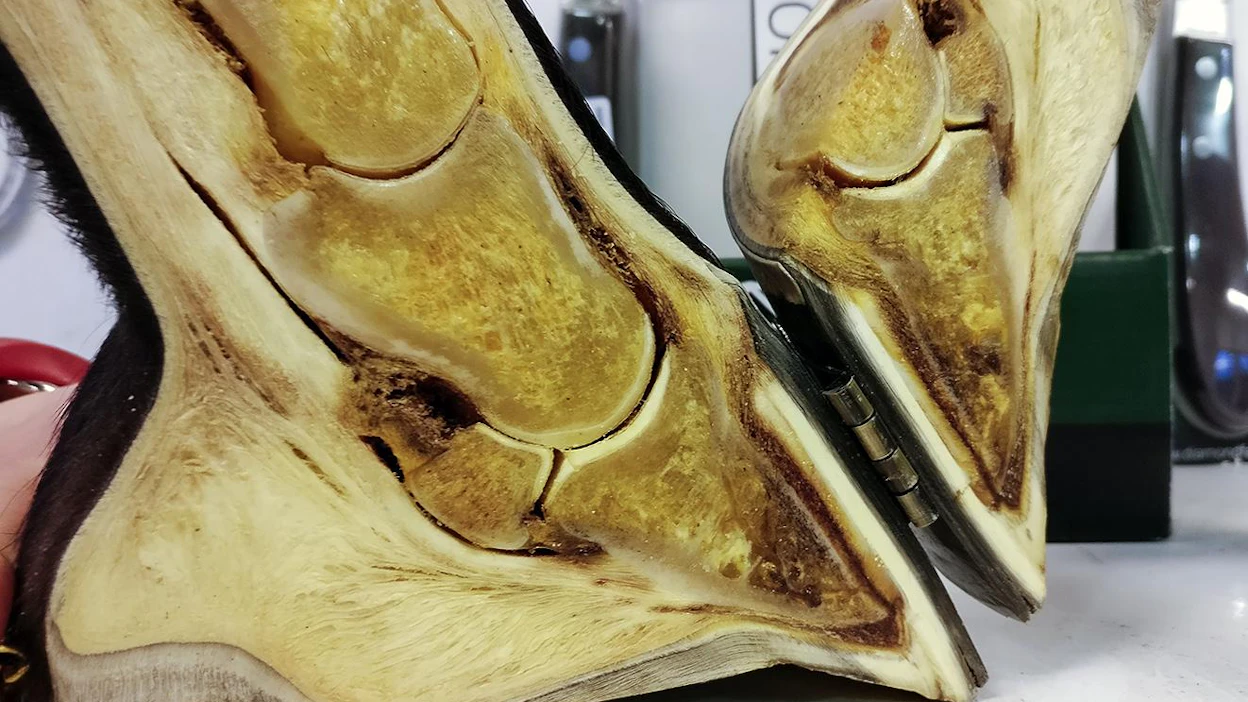 Mikä on parasta ravihevosten terveyden, hevosten kehityksen ja koko urheilumuodon kannalta? Ota kantaa Ravinetin äänestyksessä!