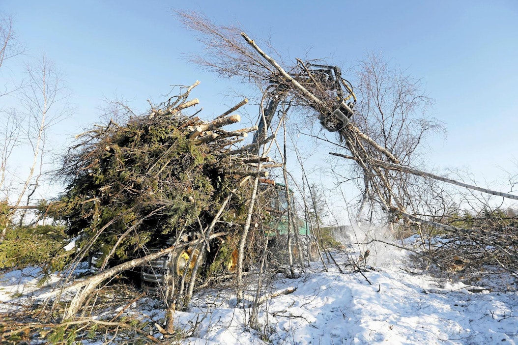 Hakkuuta Hanhikivenniemellä ydinvoimalatyömaalla viime helmikuussa.