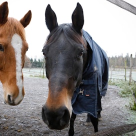 Koska pääntauti tarttuu herkästi toiseen hevoseen, leviämisen ehkäisemiseksi onkin tärkeää, että sairaat yksilöt eristetään terveistä. Kuvan hevoset eivät liity tapaukseen.