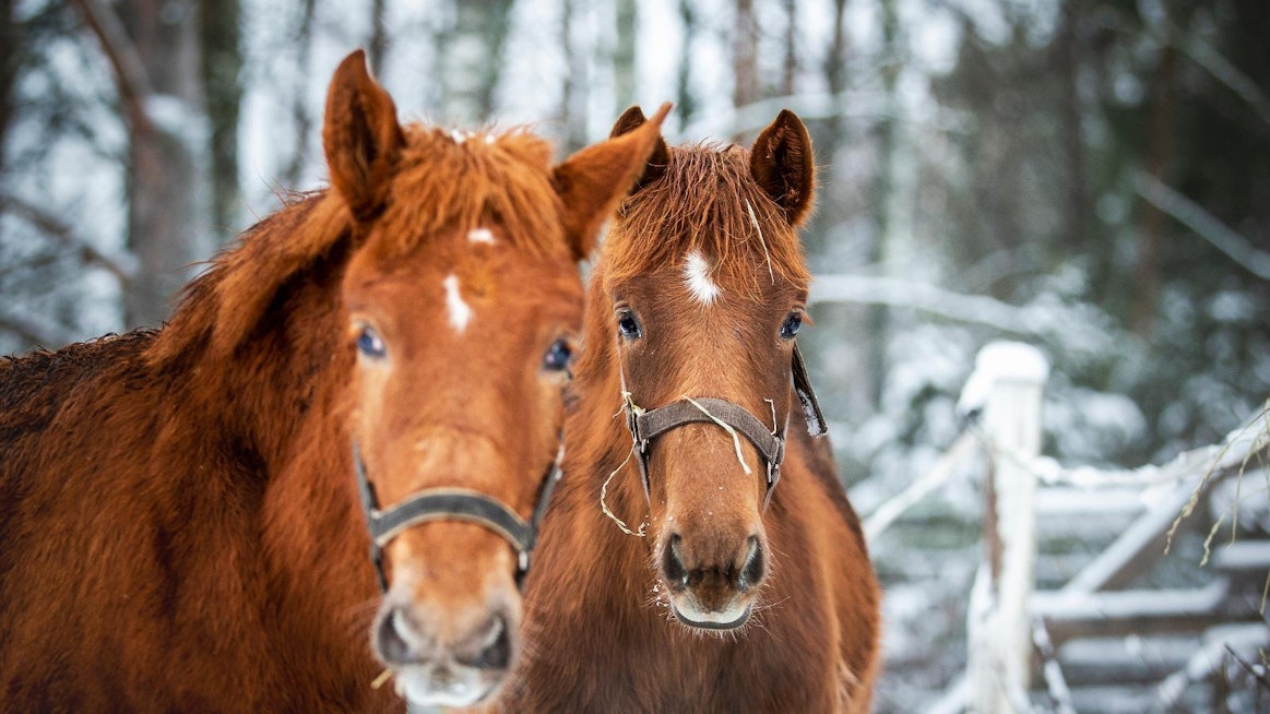 Kanadalaisessa tutkimuksessa 33 erirotuista hevosta kolmesta eri ratsastuskoulusta altistettiin kolmelle stressaavalle tilanteelle. Kuvituskuva.